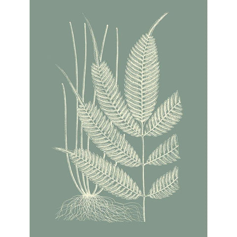 Ferns on Sage II Black Modern Wood Framed Art Print by Vision Studio