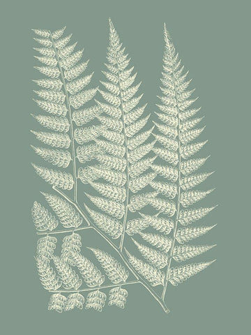 Ferns on Sage III Black Ornate Wood Framed Art Print with Double Matting by Vision Studio