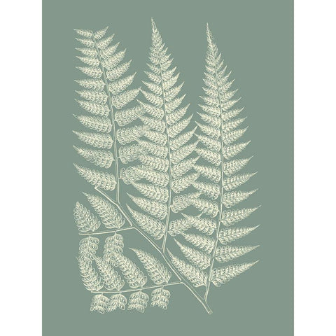 Ferns on Sage III White Modern Wood Framed Art Print by Vision Studio