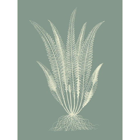 Ferns on Sage IV Black Modern Wood Framed Art Print with Double Matting by Vision Studio