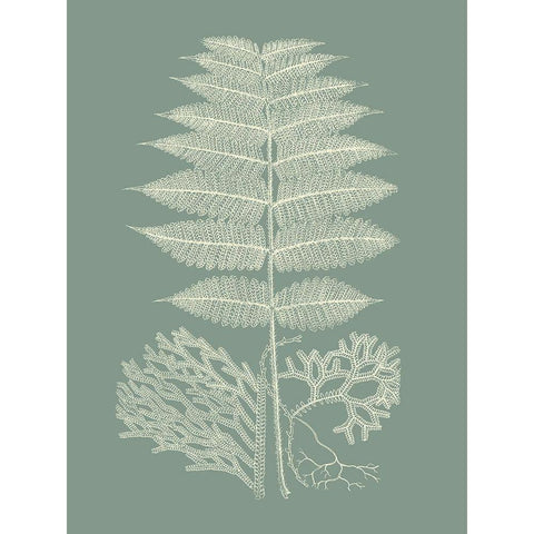 Ferns on Sage V White Modern Wood Framed Art Print by Vision Studio