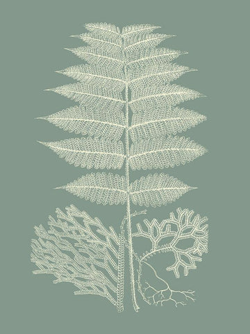 Ferns on Sage V White Modern Wood Framed Art Print with Double Matting by Vision Studio