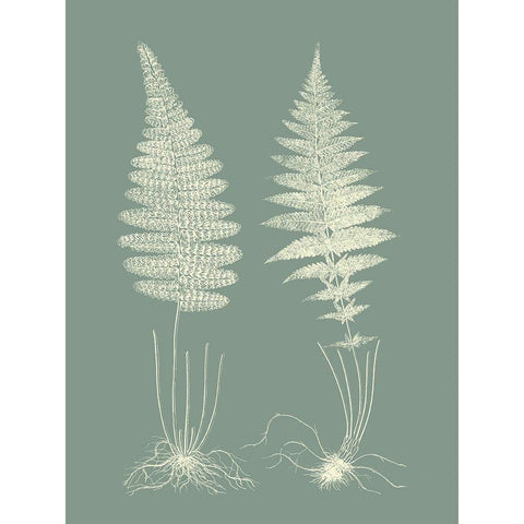 Ferns on Sage VI Black Modern Wood Framed Art Print with Double Matting by Vision Studio