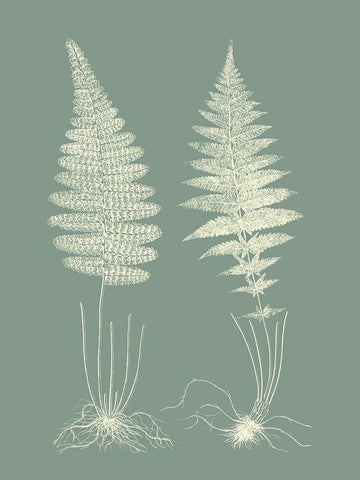 Ferns on Sage VI White Modern Wood Framed Art Print with Double Matting by Vision Studio