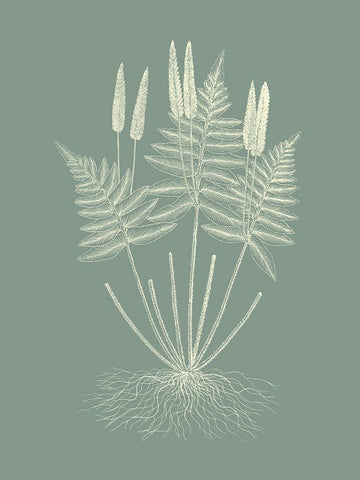 Ferns on Sage VII Black Ornate Wood Framed Art Print with Double Matting by Vision Studio