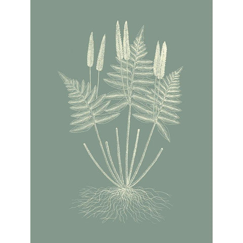 Ferns on Sage VII White Modern Wood Framed Art Print by Vision Studio