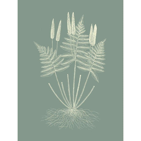 Ferns on Sage VII Gold Ornate Wood Framed Art Print with Double Matting by Vision Studio