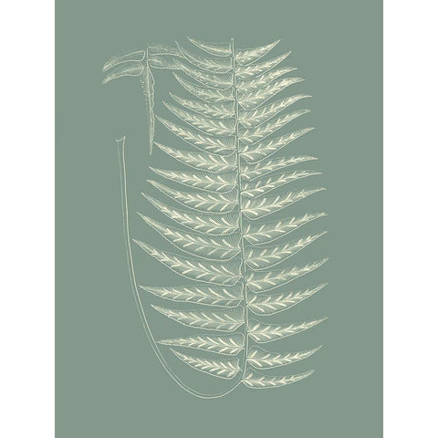 Ferns on Sage VIII Black Modern Wood Framed Art Print with Double Matting by Vision Studio