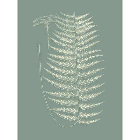 Ferns on Sage VIII White Modern Wood Framed Art Print by Vision Studio
