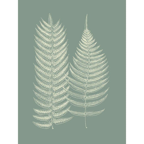 Ferns on Sage IX White Modern Wood Framed Art Print by Vision Studio