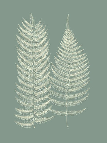 Ferns on Sage IX White Modern Wood Framed Art Print with Double Matting by Vision Studio