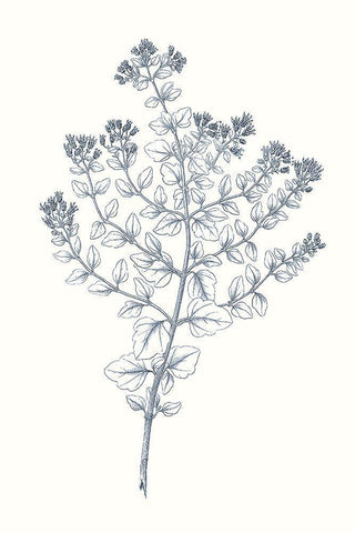 Indigo Botany Study VI White Modern Wood Framed Art Print with Double Matting by Vision Studio