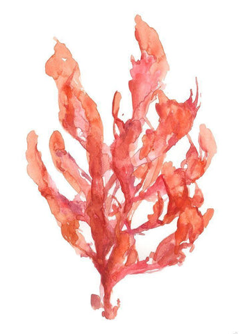 Coral Kelp I White Modern Wood Framed Art Print with Double Matting by Goldberger, Jennifer