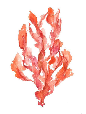 Coral Kelp II White Modern Wood Framed Art Print with Double Matting by Goldberger, Jennifer