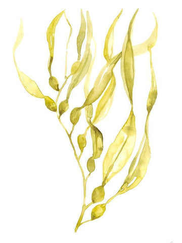 Olive Sea Kelp I Black Ornate Wood Framed Art Print with Double Matting by Goldberger, Jennifer