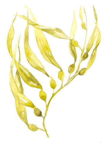 Olive Sea Kelp II Black Ornate Wood Framed Art Print with Double Matting by Goldberger, Jennifer