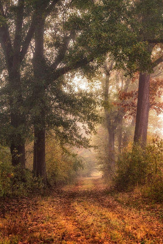 Autumns Walk I White Modern Wood Framed Art Print with Double Matting by Head, Danny