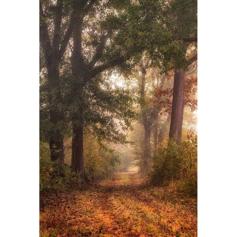 Autumns Walk I Gold Ornate Wood Framed Art Print with Double Matting by Head, Danny
