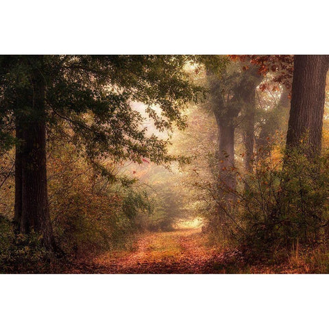 Autumns Walk II Gold Ornate Wood Framed Art Print with Double Matting by Head, Danny
