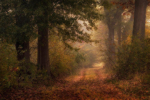 Autumns Walk III White Modern Wood Framed Art Print with Double Matting by Head, Danny