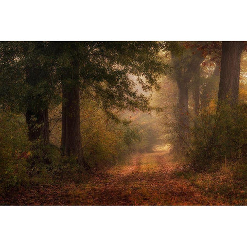 Autumns Walk III Black Modern Wood Framed Art Print by Head, Danny