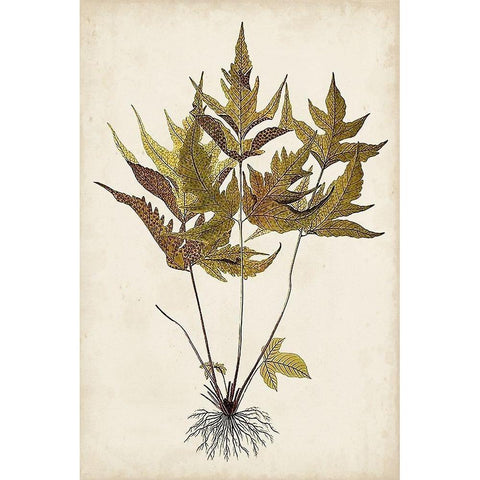 Fern Botanical II Black Modern Wood Framed Art Print by Vision Studio