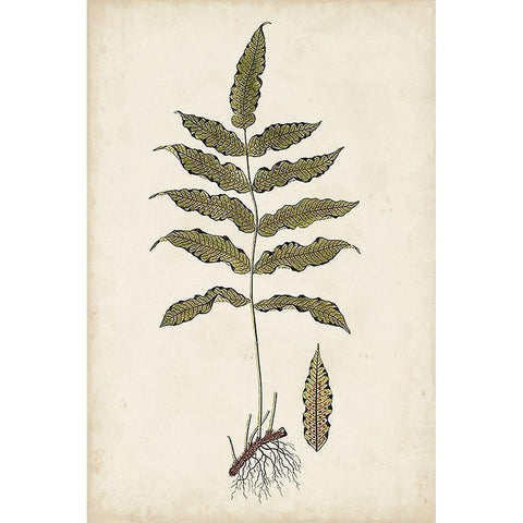 Fern Botanical III Black Modern Wood Framed Art Print with Double Matting by Vision Studio