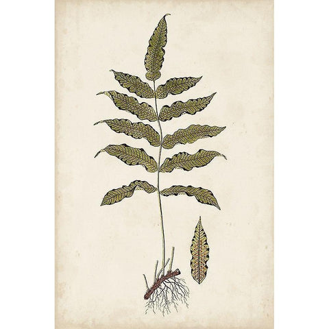 Fern Botanical III Gold Ornate Wood Framed Art Print with Double Matting by Vision Studio