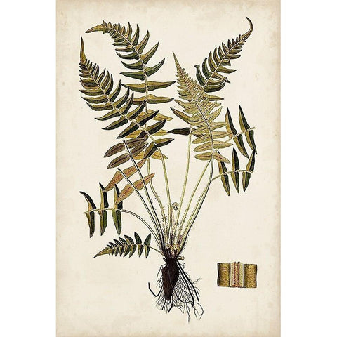 Fern Botanical IV Gold Ornate Wood Framed Art Print with Double Matting by Vision Studio