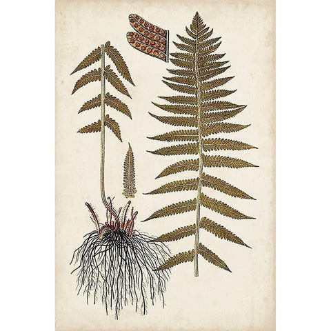 Fern Botanical V Gold Ornate Wood Framed Art Print with Double Matting by Vision Studio