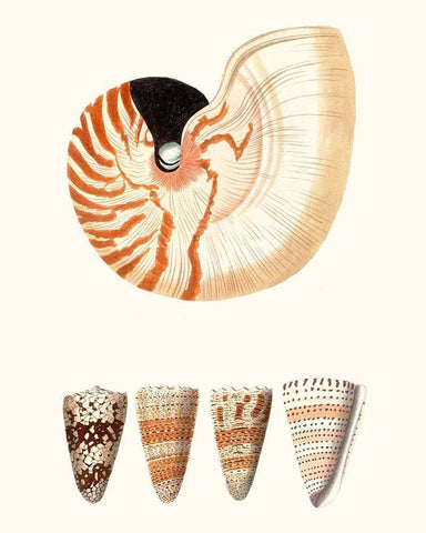 Shell Collection I Black Ornate Wood Framed Art Print with Double Matting by Vision Studio