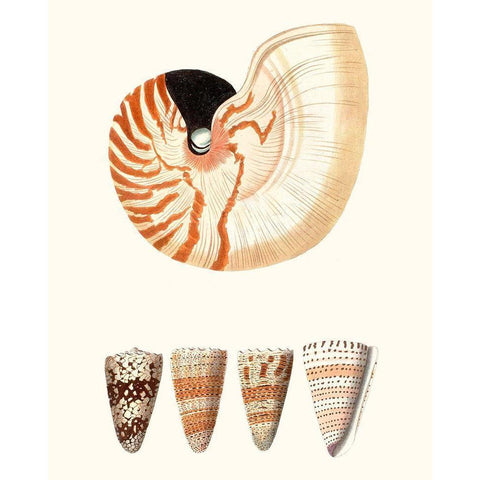 Shell Collection I Gold Ornate Wood Framed Art Print with Double Matting by Vision Studio
