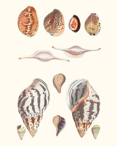 Shell Collection II White Modern Wood Framed Art Print with Double Matting by Vision Studio