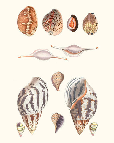 Shell Collection II Black Ornate Wood Framed Art Print with Double Matting by Vision Studio