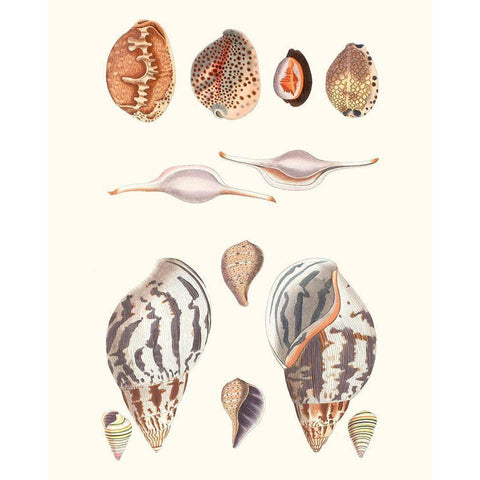 Shell Collection II White Modern Wood Framed Art Print by Vision Studio