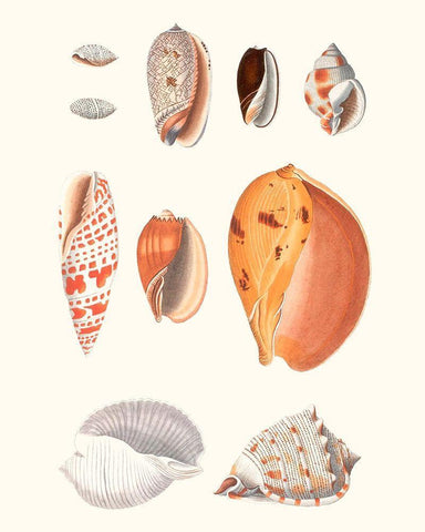 Shell Collection III Black Ornate Wood Framed Art Print with Double Matting by Vision Studio