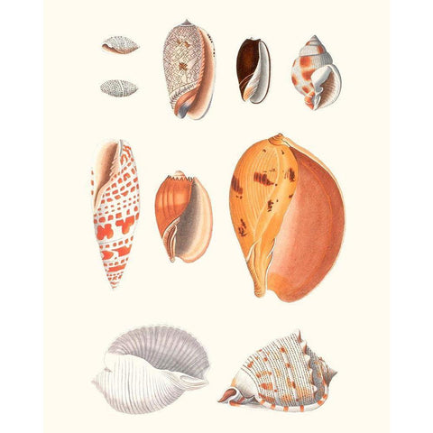 Shell Collection III Gold Ornate Wood Framed Art Print with Double Matting by Vision Studio