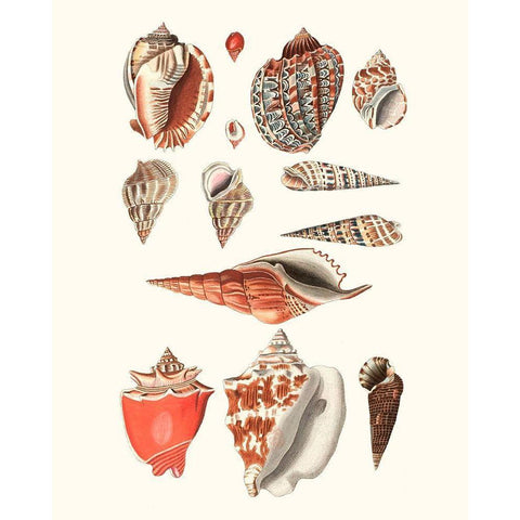 Shell Collection IV White Modern Wood Framed Art Print by Vision Studio