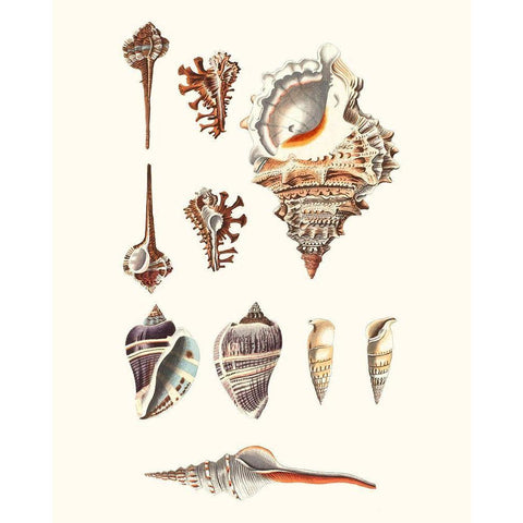 Shell Collection V Gold Ornate Wood Framed Art Print with Double Matting by Vision Studio