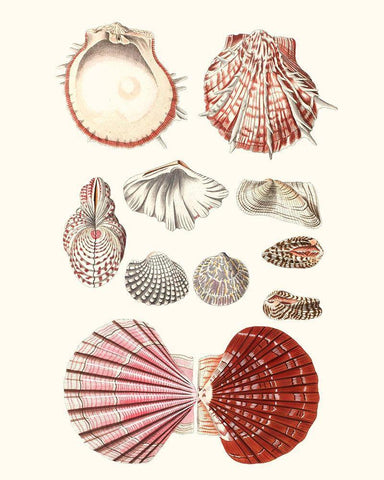 Shell Collection VI White Modern Wood Framed Art Print with Double Matting by Vision Studio