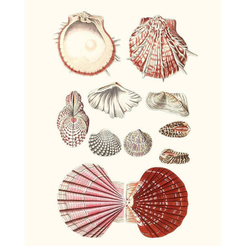 Shell Collection VI Black Modern Wood Framed Art Print with Double Matting by Vision Studio