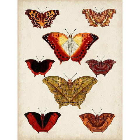 Butterflies Displayed I Gold Ornate Wood Framed Art Print with Double Matting by Vision Studio