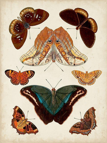 Butterflies Displayed II Black Ornate Wood Framed Art Print with Double Matting by Vision Studio