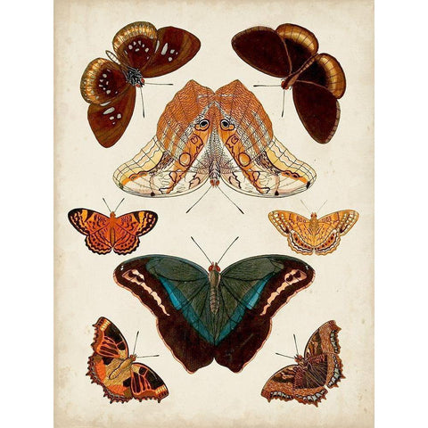 Butterflies Displayed II Gold Ornate Wood Framed Art Print with Double Matting by Vision Studio