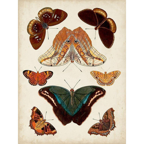 Butterflies Displayed II Black Modern Wood Framed Art Print with Double Matting by Vision Studio
