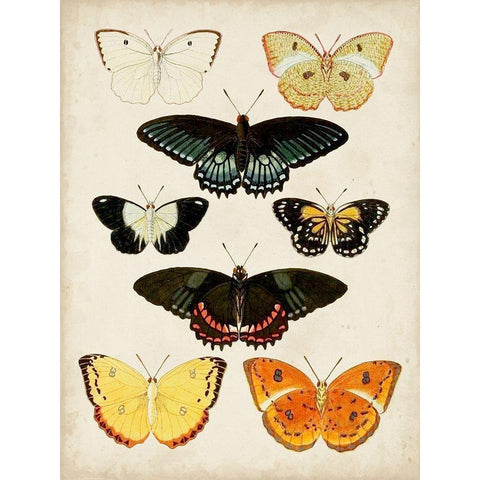 Butterflies Displayed III Gold Ornate Wood Framed Art Print with Double Matting by Vision Studio