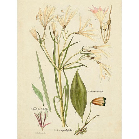 Antique Botanical Sketch I White Modern Wood Framed Art Print by Vision Studio