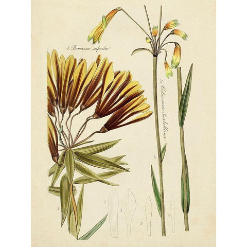 Antique Botanical Sketch II Gold Ornate Wood Framed Art Print with Double Matting by Vision Studio