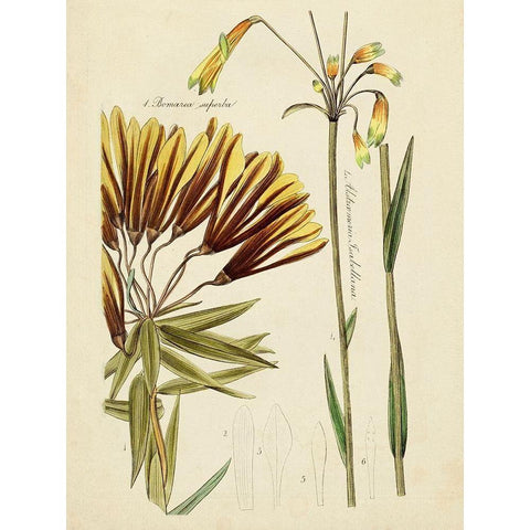 Antique Botanical Sketch II Black Modern Wood Framed Art Print by Vision Studio