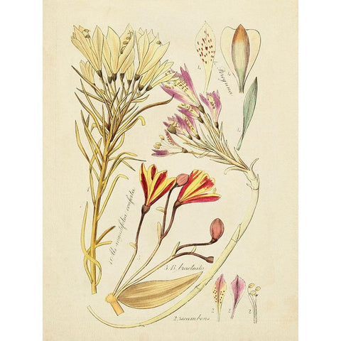 Antique Botanical Sketch V Black Modern Wood Framed Art Print with Double Matting by Vision Studio